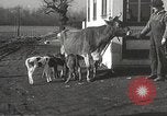 Image jeunes vaches Bristol Pennsylvania USA, 1934, de la seconde 24 séquences d'archives historiques vidéo 65675061024