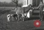 Image jeunes vaches Bristol Pennsylvania USA, 1934, de la seconde 25 séquences d'archives historiques vidéo 65675061024