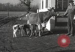 Image jeunes vaches Bristol Pennsylvania USA, 1934, de la seconde 26 séquences d'archives historiques vidéo 65675061024