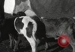 Image jeunes vaches Bristol Pennsylvania USA, 1934, de la seconde 27 séquences d'archives historiques vidéo 65675061024