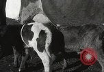 Image jeunes vaches Bristol Pennsylvania USA, 1934, de la seconde 28 séquences d'archives historiques vidéo 65675061024