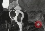 Image jeunes vaches Bristol Pennsylvania USA, 1934, de la seconde 29 séquences d'archives historiques vidéo 65675061024