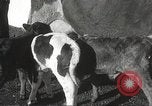Image jeunes vaches Bristol Pennsylvania USA, 1934, de la seconde 30 séquences d'archives historiques vidéo 65675061024