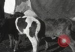 Image jeunes vaches Bristol Pennsylvania USA, 1934, de la seconde 31 séquences d'archives historiques vidéo 65675061024