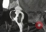 Image jeunes vaches Bristol Pennsylvania USA, 1934, de la seconde 32 séquences d'archives historiques vidéo 65675061024