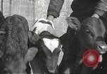 Image jeunes vaches Bristol Pennsylvania USA, 1934, de la seconde 37 séquences d'archives historiques vidéo 65675061024