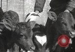 Image jeunes vaches Bristol Pennsylvania USA, 1934, de la seconde 38 séquences d'archives historiques vidéo 65675061024