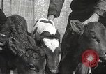 Image jeunes vaches Bristol Pennsylvania USA, 1934, de la seconde 39 séquences d'archives historiques vidéo 65675061024
