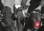 Image jeunes vaches Bristol Pennsylvania USA, 1934, de la seconde 40 séquences d'archives historiques vidéo 65675061024