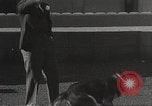 Image of dogs training for stage performance Boston Massachusetts USA, 1934, second 16 stock footage video 65675061028