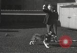 Image of dogs training for stage performance Boston Massachusetts USA, 1934, second 19 stock footage video 65675061028
