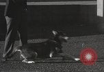 Image of dogs training for stage performance Boston Massachusetts USA, 1934, second 20 stock footage video 65675061028