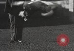 Image of dogs training for stage performance Boston Massachusetts USA, 1934, second 21 stock footage video 65675061028