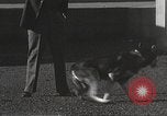 Image of dogs training for stage performance Boston Massachusetts USA, 1934, second 22 stock footage video 65675061028