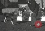 Image of dogs training for stage performance Boston Massachusetts USA, 1934, second 23 stock footage video 65675061028