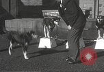 Image of dogs training for stage performance Boston Massachusetts USA, 1934, second 24 stock footage video 65675061028