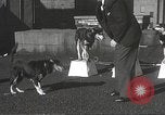 Image of dogs training for stage performance Boston Massachusetts USA, 1934, second 25 stock footage video 65675061028