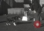 Image of dogs training for stage performance Boston Massachusetts USA, 1934, second 26 stock footage video 65675061028