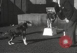Image of dogs training for stage performance Boston Massachusetts USA, 1934, second 27 stock footage video 65675061028