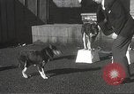 Image of dogs training for stage performance Boston Massachusetts USA, 1934, second 28 stock footage video 65675061028