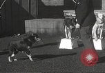 Image of dogs training for stage performance Boston Massachusetts USA, 1934, second 29 stock footage video 65675061028