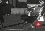 Image of dogs training for stage performance Boston Massachusetts USA, 1934, second 31 stock footage video 65675061028