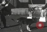 Image of dogs training for stage performance Boston Massachusetts USA, 1934, second 32 stock footage video 65675061028