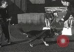 Image of dogs training for stage performance Boston Massachusetts USA, 1934, second 33 stock footage video 65675061028