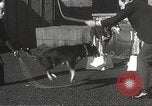 Image of dogs training for stage performance Boston Massachusetts USA, 1934, second 35 stock footage video 65675061028