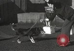 Image of dogs training for stage performance Boston Massachusetts USA, 1934, second 36 stock footage video 65675061028