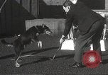 Image of dogs training for stage performance Boston Massachusetts USA, 1934, second 37 stock footage video 65675061028