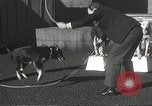 Image of dogs training for stage performance Boston Massachusetts USA, 1934, second 38 stock footage video 65675061028