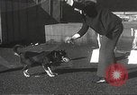 Image of dogs training for stage performance Boston Massachusetts USA, 1934, second 39 stock footage video 65675061028