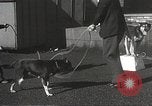 Image of dogs training for stage performance Boston Massachusetts USA, 1934, second 40 stock footage video 65675061028