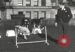 Image of dogs training for stage performance Boston Massachusetts USA, 1934, second 42 stock footage video 65675061028