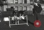 Image of dogs training for stage performance Boston Massachusetts USA, 1934, second 43 stock footage video 65675061028
