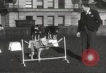 Image of dogs training for stage performance Boston Massachusetts USA, 1934, second 44 stock footage video 65675061028