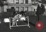 Image of dogs training for stage performance Boston Massachusetts USA, 1934, second 45 stock footage video 65675061028
