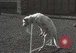 Image of dogs training for stage performance Boston Massachusetts USA, 1934, second 47 stock footage video 65675061028