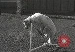 Image of dogs training for stage performance Boston Massachusetts USA, 1934, second 48 stock footage video 65675061028