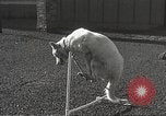 Image of dogs training for stage performance Boston Massachusetts USA, 1934, second 49 stock footage video 65675061028