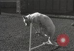 Image of dogs training for stage performance Boston Massachusetts USA, 1934, second 50 stock footage video 65675061028
