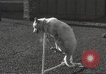 Image of dogs training for stage performance Boston Massachusetts USA, 1934, second 51 stock footage video 65675061028