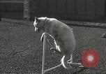 Image of dogs training for stage performance Boston Massachusetts USA, 1934, second 52 stock footage video 65675061028