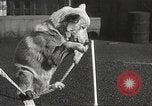 Image of dogs training for stage performance Boston Massachusetts USA, 1934, second 53 stock footage video 65675061028