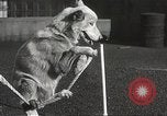 Image of dogs training for stage performance Boston Massachusetts USA, 1934, second 54 stock footage video 65675061028