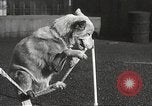 Image of dogs training for stage performance Boston Massachusetts USA, 1934, second 55 stock footage video 65675061028