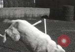 Image of dogs training for stage performance Boston Massachusetts USA, 1934, second 56 stock footage video 65675061028