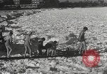 Immagine di Orso Pplar nuotare Chicago Illinois USA, 1934, secondo 13 filmato di repertorio 65675061029