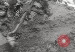 Image of marines Korea, 1952, second 36 stock footage video 65675061060